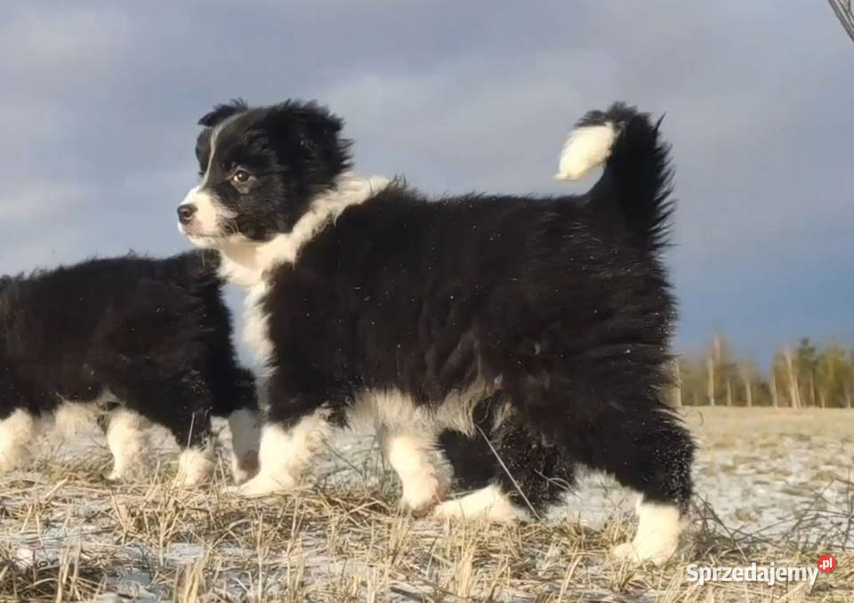Rasowa Suczka BORDER COLLIE z Hodowli Szczenię z Pozostałe Kraków