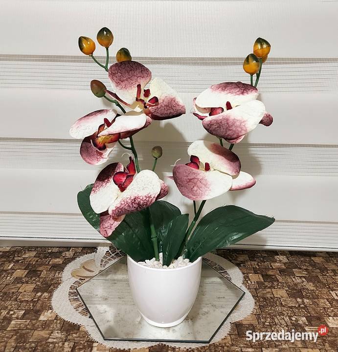 Storczyki Promocja zachodniopomorskie