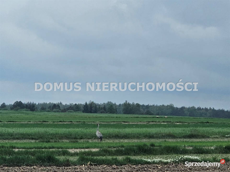 Do sprzedaży działka 4700m2 Chociszew