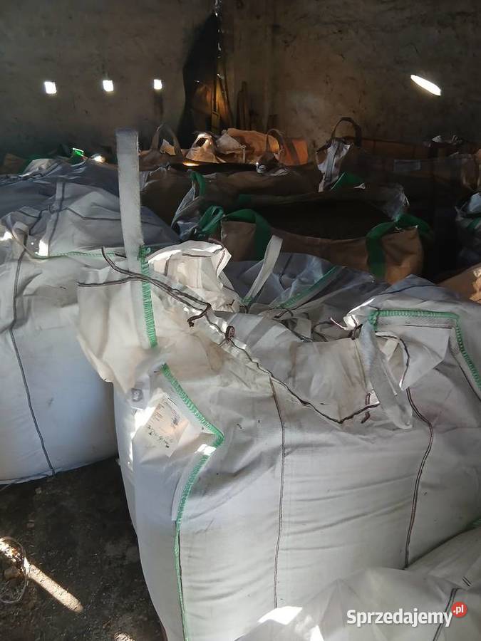 Pszenica jęczmień owies Zbiór 2025 Zboża opolskie