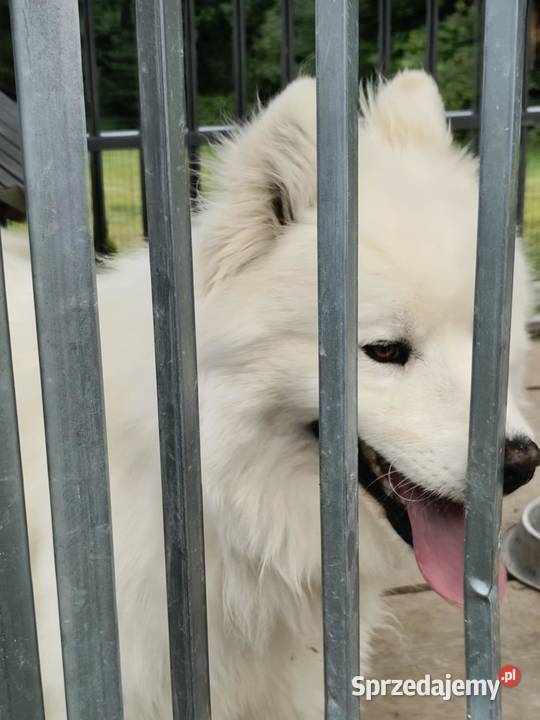 Samoyed pies biały Psy Kąclowa sprzedam