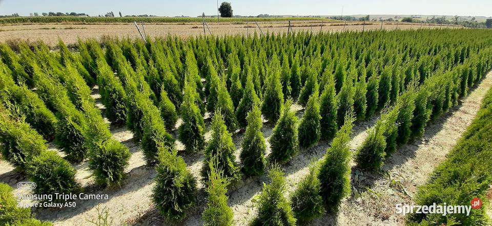 Tuja szmaragd 110120 2022 Producent