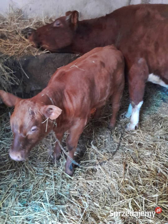 Sprzedam cielę z małego gospodarstwa Bodzentyn