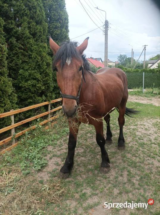 Remigo ogier i Diego ogier konik Polski Bokiny