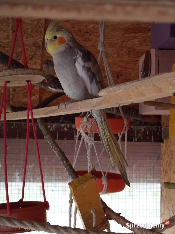 Sprzedam papugę nimfę opolskie Bogacica sprzedam