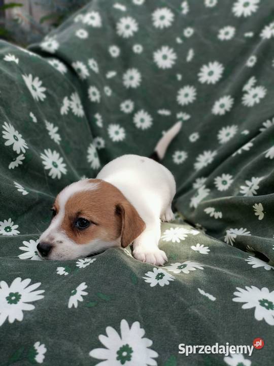 Wzorcowe Jack Russell terrier rodzice rodowód Krapkowice