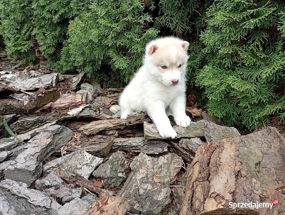 Siberian husky boy Racibórz
