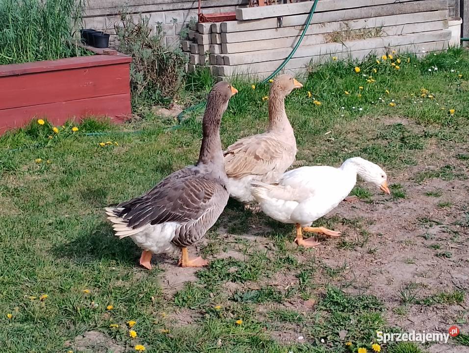 Sprzedam gęsi Smoryń