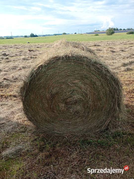 Siano120x130 Trawy, słoma Białystok