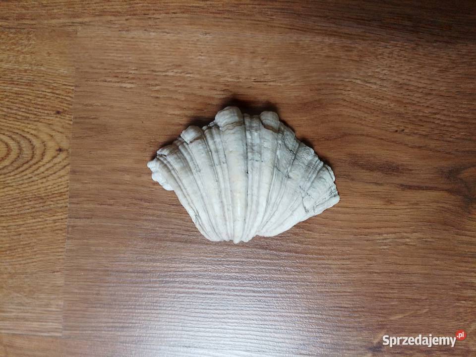 Oryginalna muszla morska lata 19391945 Pszczyna