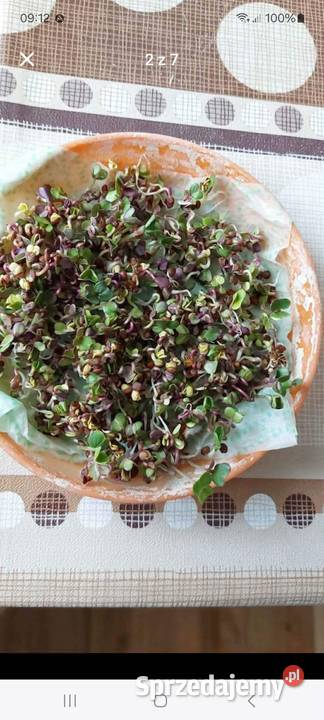 Mieszanka Obszary z roślinami miododajnymi lubelskie