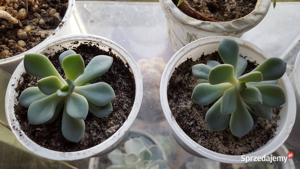 sukulenty sprzedam
