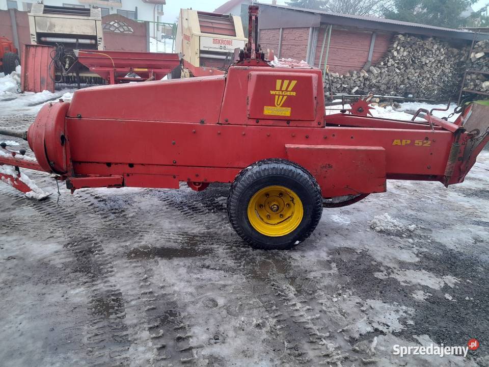 Sprzedam prase welger ap 52 sprowadzona Lechów sprzedam