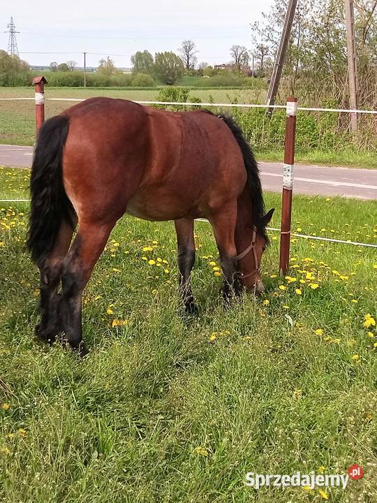 Klacz Polski koń zimnokrwisty Konie Kneblowo