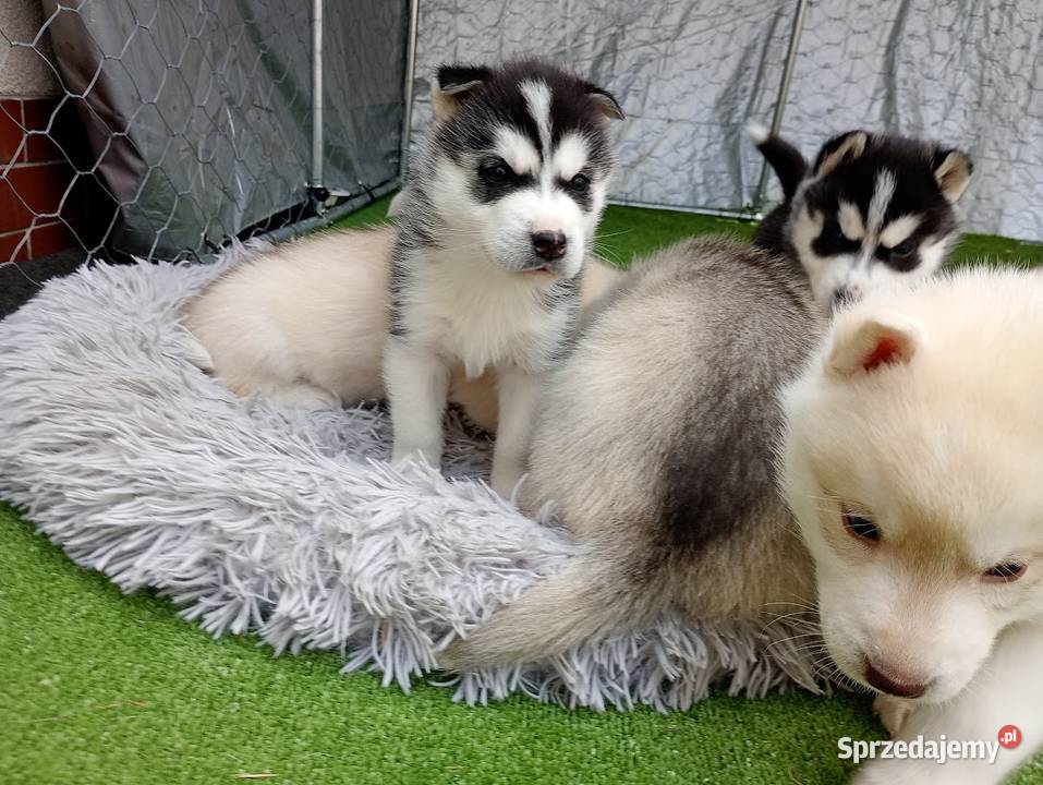 Siberian husky boy śląskie Racibórz