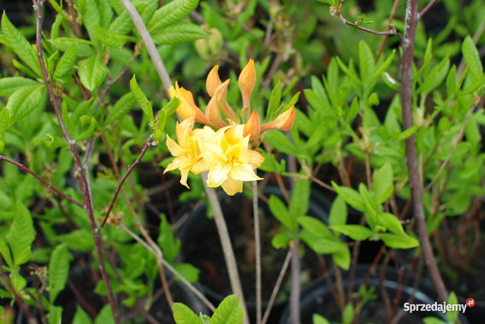 Thuje Szmaragd azalie szkółki Pleszew