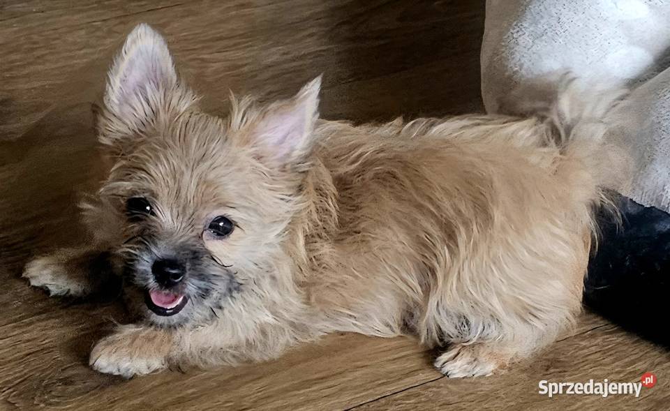 Yoreczka mała blondyneczka York Częstochowa