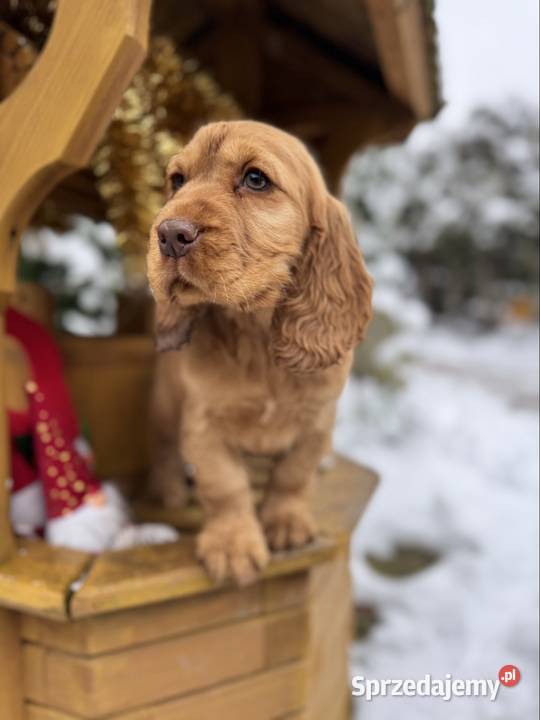 Jedyny taki Śliczny piesek Cocker Spaniel łódzkie