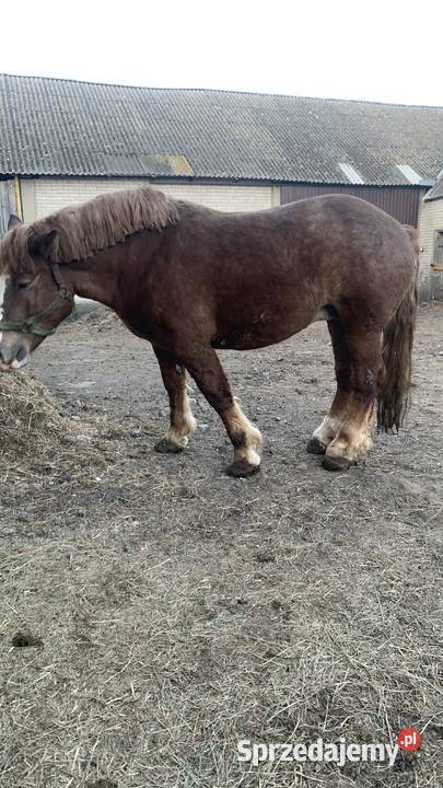 Klacz zrebna Waniewo