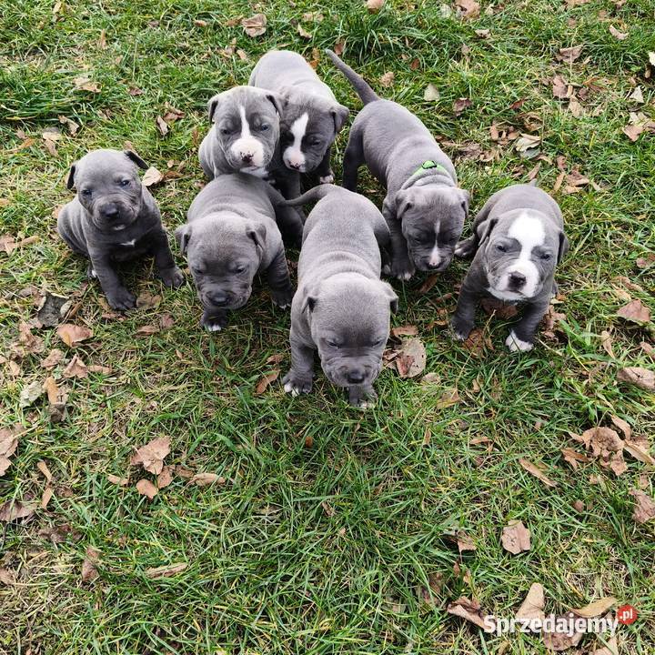 American Pitbull Terrier Żupawa sprzedam