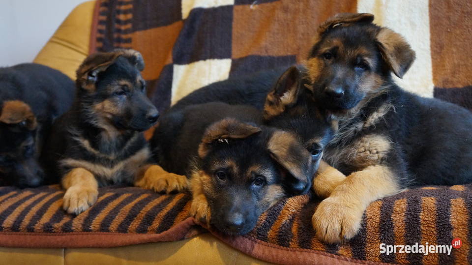 OWCZAREK NIEMIECKI SZCZENIĘTA Psy kujawsko-pomorskie Bydgoszcz sprzedam