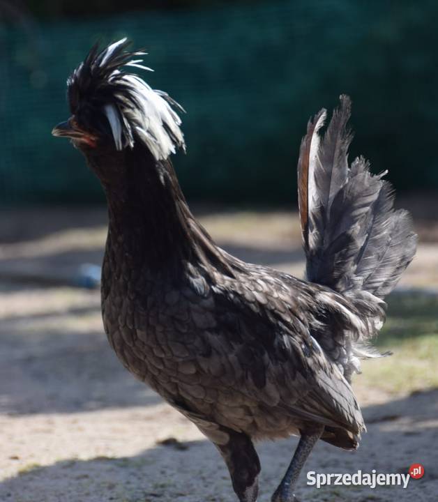 Koguty czubatki Łochów