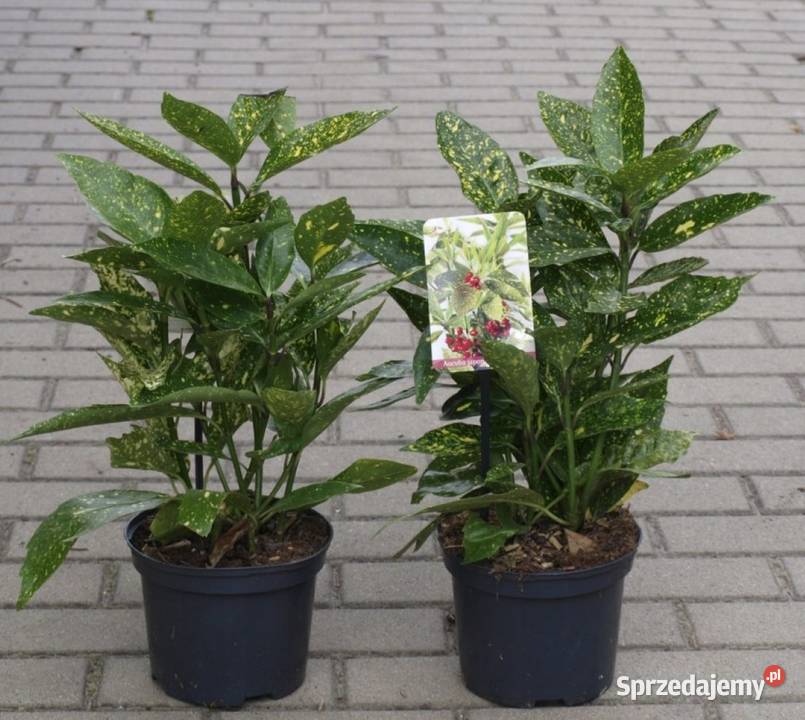 Aucuba japońska aukuba Variegata sadzonki w wielkopolskie Osiny
