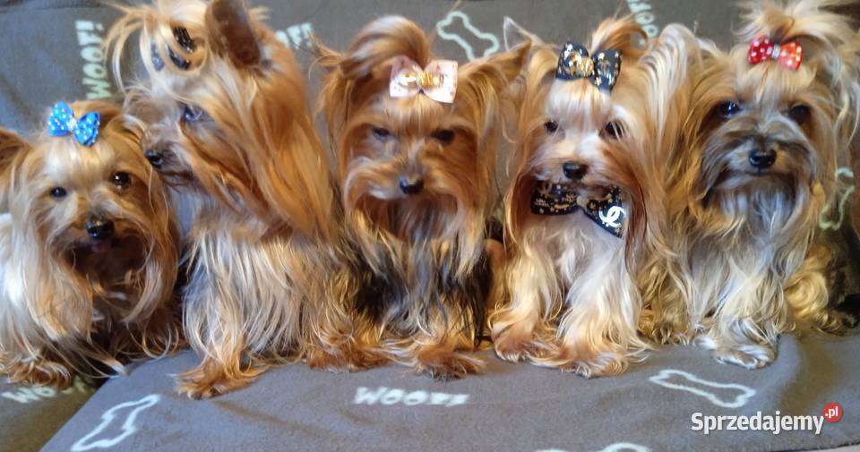 York maleńki piesek xxs Godów