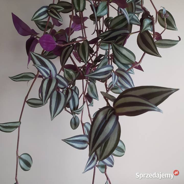 Trzykrotka roślina doniczkowa kwiat zwisający Koszalin sprzedam