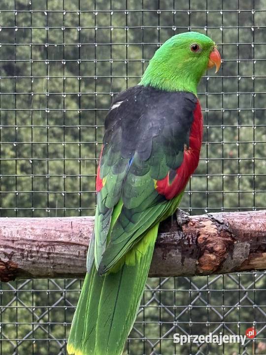Sprzedam samca Krasnopiórka czerwonoskrzydła Wieliczka
