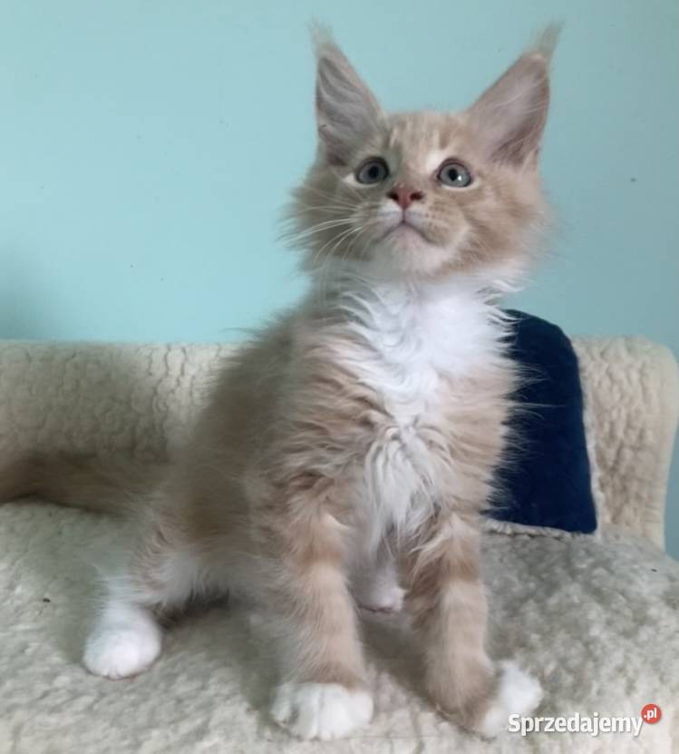 Maine Coon piękne kocury Dymny i rudo biały Wińsko