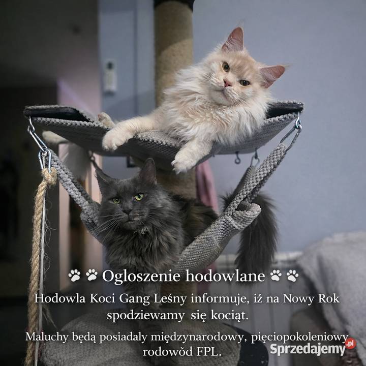 Maine Coon kocurki kotki Koci Gang Leśny Krotoszyn sprzedam