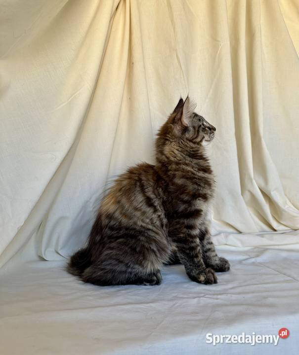 Norweskie kocięta Leśne mazowieckie Ostrołęka