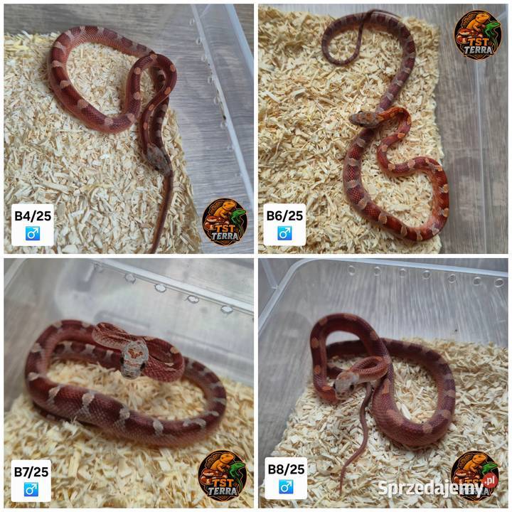 Węże zbożowe mahoniowe smugowy sprzedam