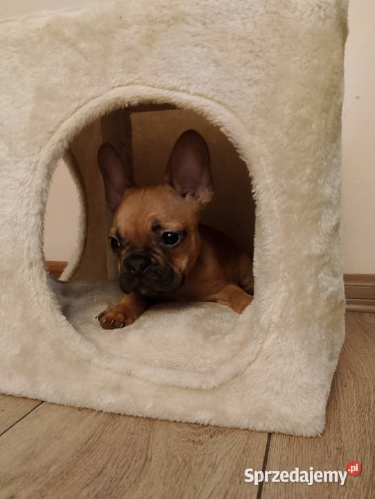 Buldog francuski Częstochowa