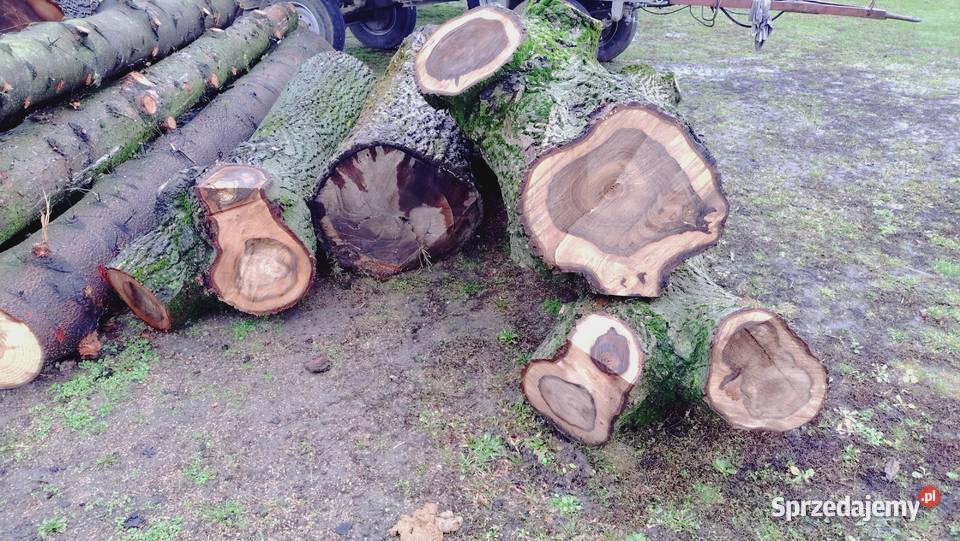 Drzewo Orzecha KlockiKłody Przeworsk