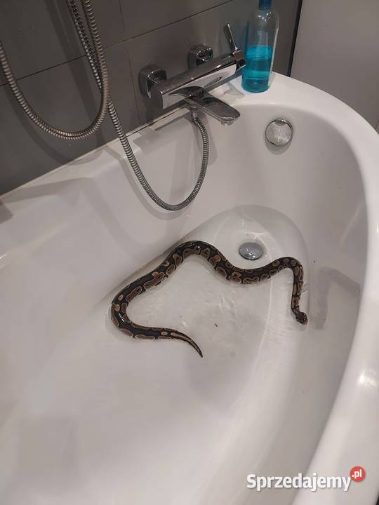 Pyton królewski CLASSIC Bochnia