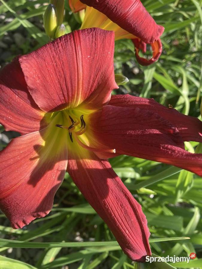 Liliowiec Mix Kolorów