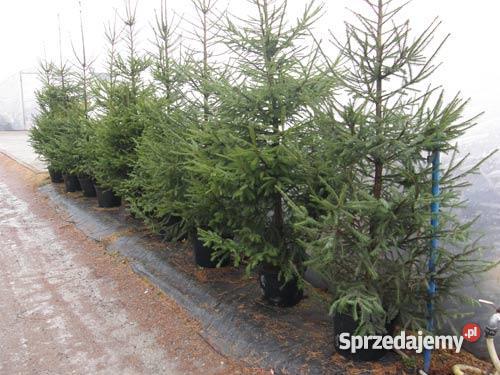 Żywe choinki w donicach BielskoBiała śląskie sprzedam