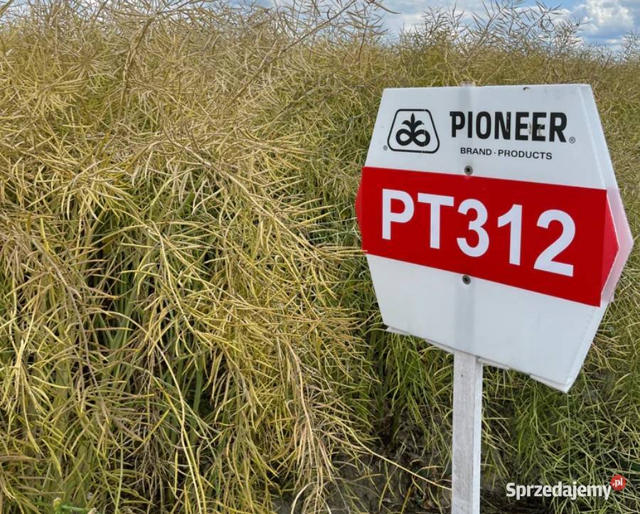 Nasiona rzepaku Pioneer PT312 Pozostałe sprzedam
