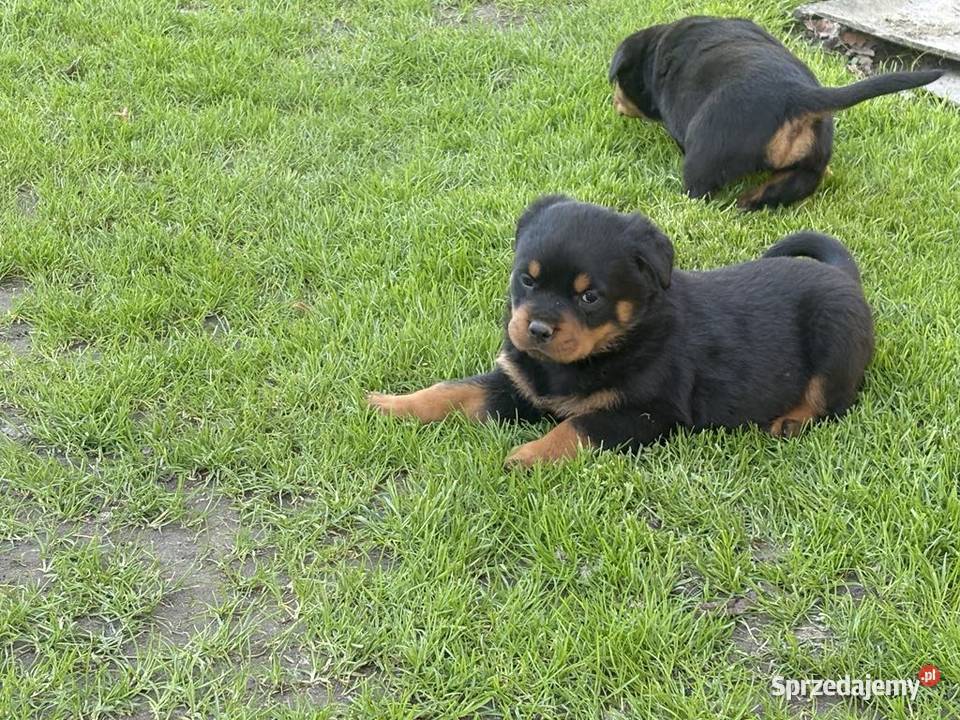Szczeniaki Rottweiler Mała Wieś Dolna