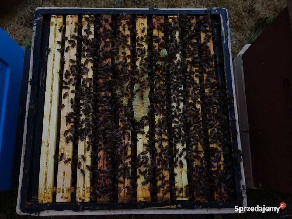 Ule wielkopolskie z pszczołami sprzedam