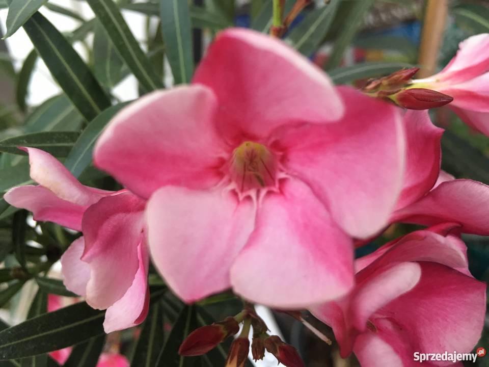 Gałązki oleandrów do ukorzenienia Brzeźnica