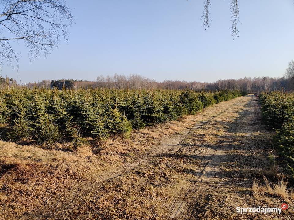 Sprzedam choinki Marusy