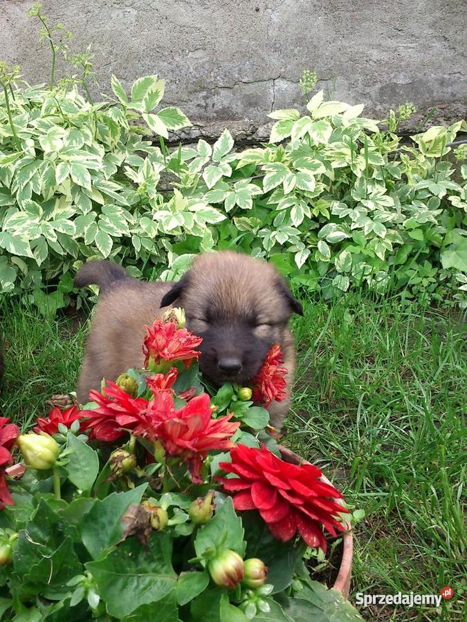 Owczarek Belgijski szczeniaki 100 Toruń
