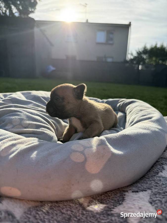 Buldog francuski Puszczykowo sprzedam