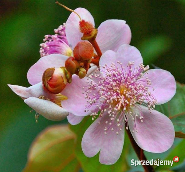 ARNOTA WŁAŚCIWA Bixa orellana NASIONA 4000 sztuk Lubanie