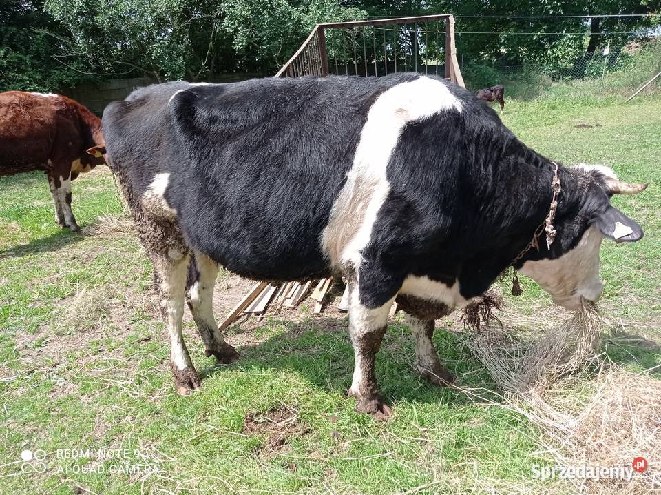 Sprzedam jałówki cielne Chojnów