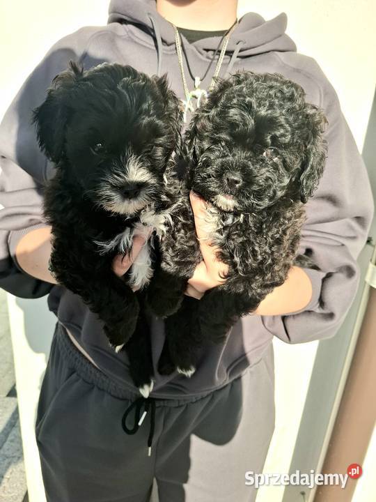 Shihpoo szczenięta mix pudel i shih tzu mazowieckie Maków Mazowiecki