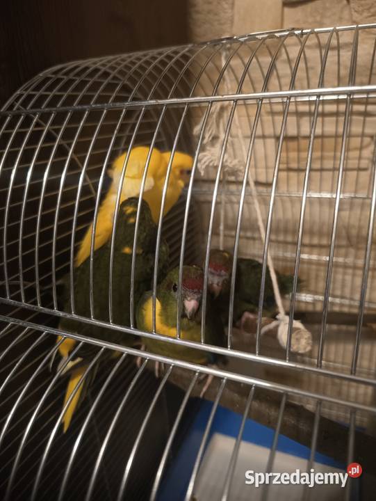 Modrolotki Kozy Dąbrowa Górnicza